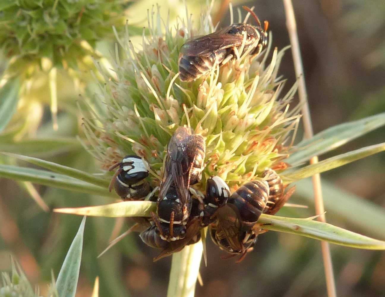 Dormitorio maschi di Hylaeus